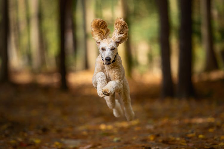 Dog Running In Woods