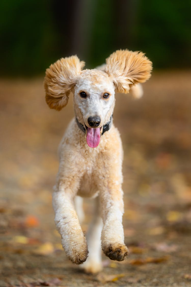 Shaggy Dog Running In Autumn Weather