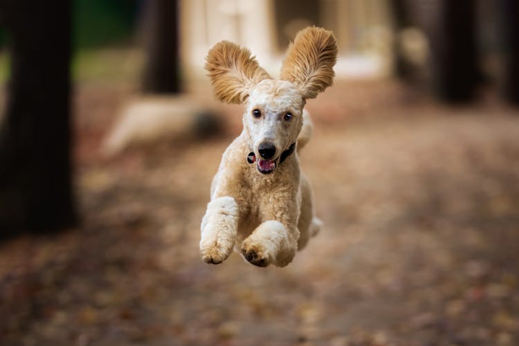 Shaggy Dog Running In Autumn Wood