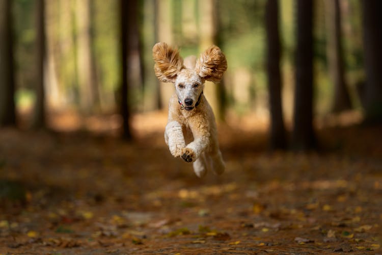 Shaggy Dog Running In Autumn Woods