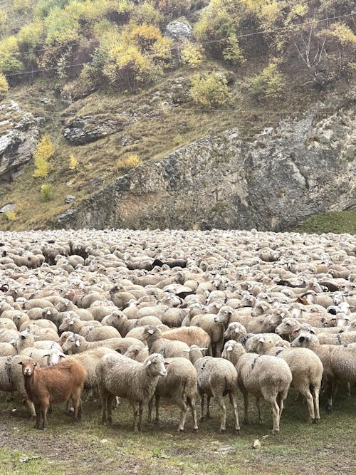 Ilmainen kuvapankkikuva tunnisteilla eläimet, laidun, lammas