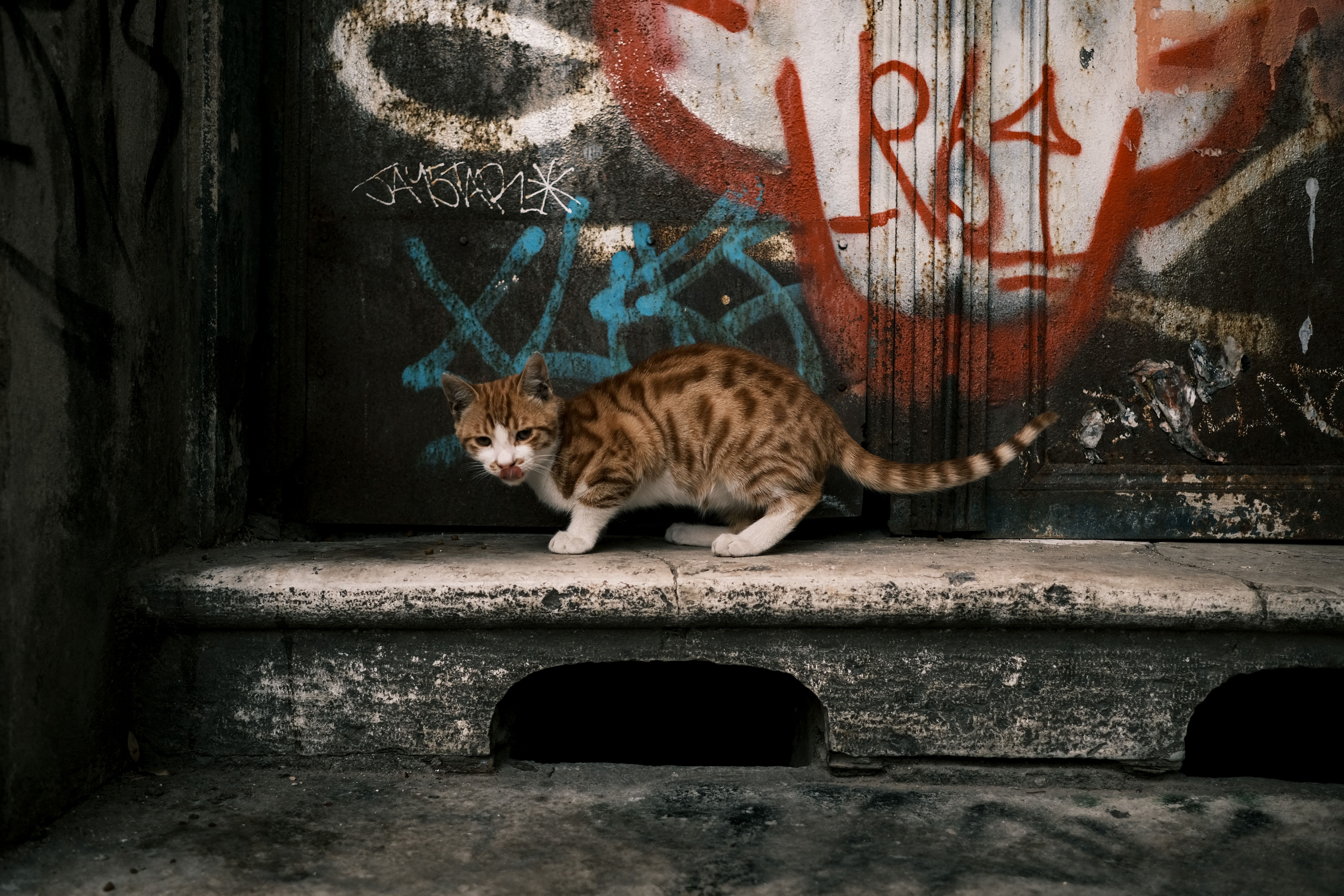 A stray tabby cat stands against a graffiti-covered wall, highlighting urban decay.