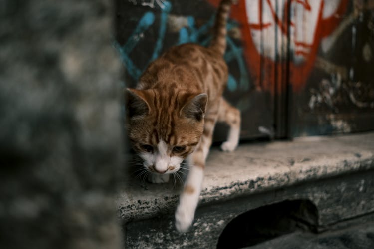 Tabby Cat Walking On Concrete Floor