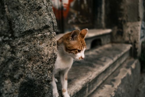 Free A domestic cat curiously peeks around a rustic stone stairway, captured in selective focus. Stock Photo