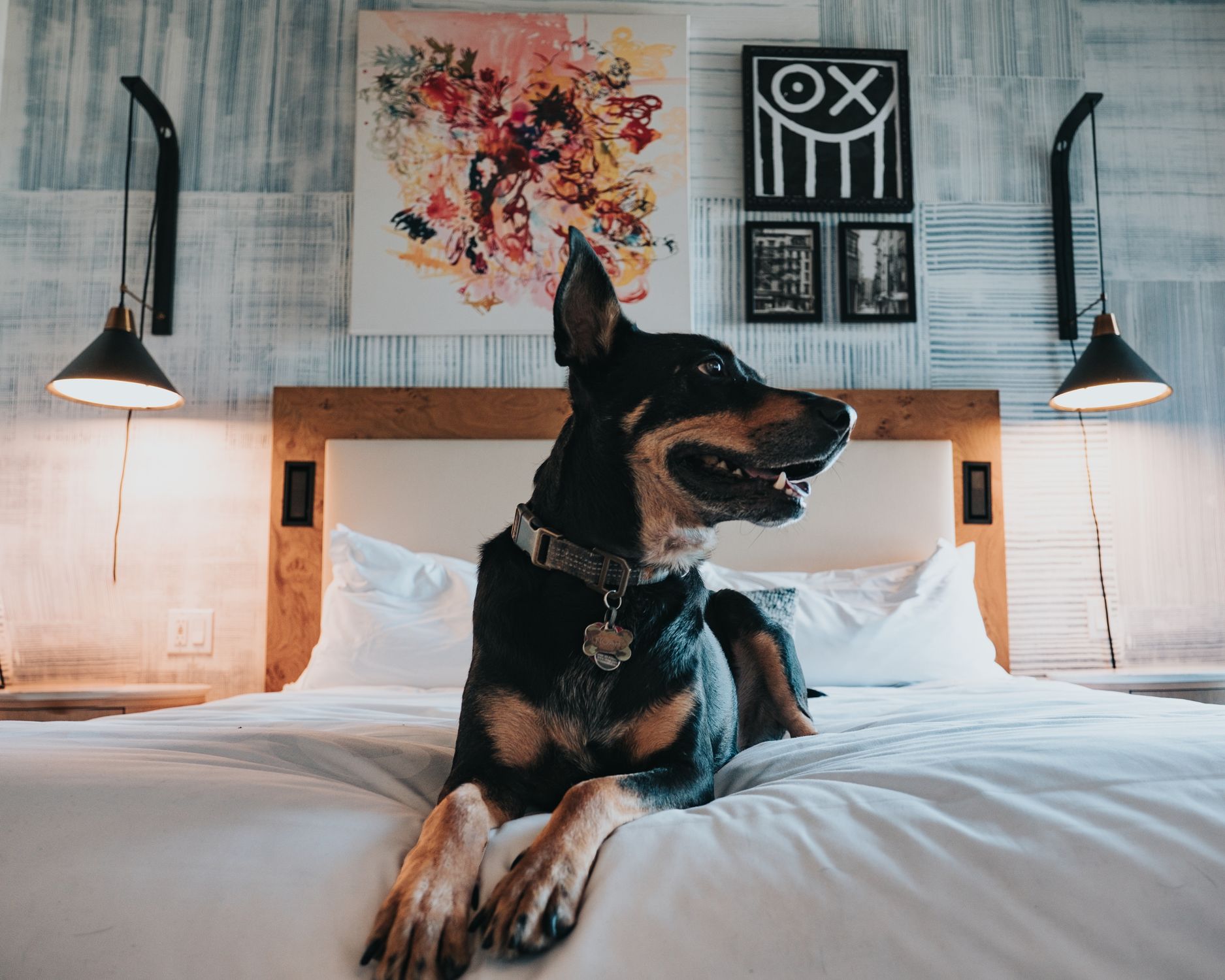 Dog relaxing contentedly on a bed in a stylish modern bedroom