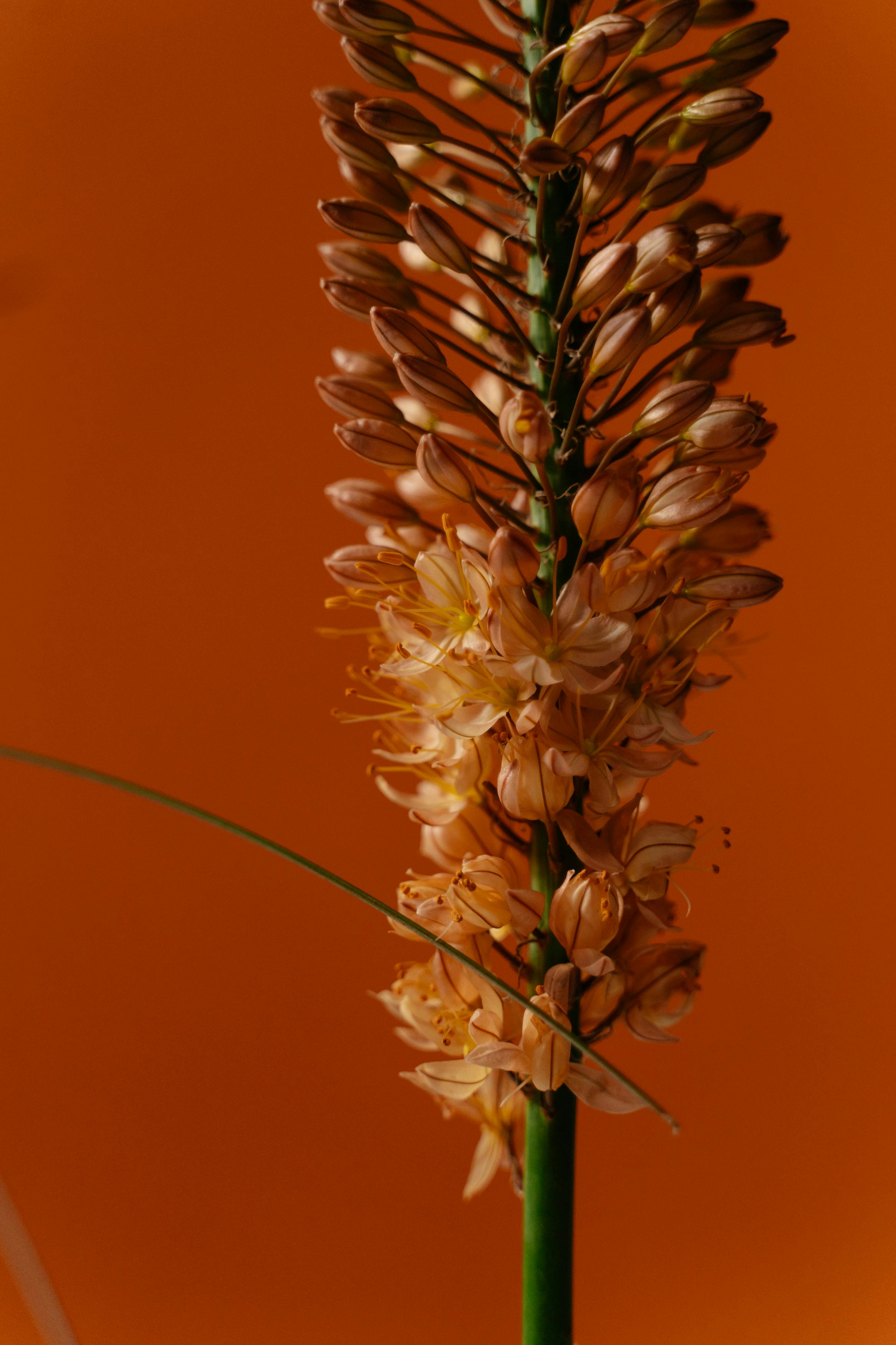 [ColoSach]-foxtail-lily-flower-with-orange-backdrop-showcasing-botanical-detail-in-a-vertical-format.