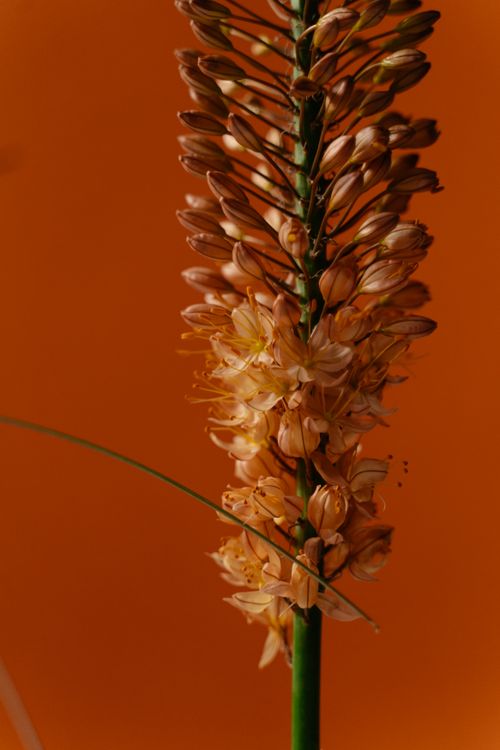 Free Foxtail lily flower with orange backdrop showcasing botanical detail in a vertical format. Stock Photo