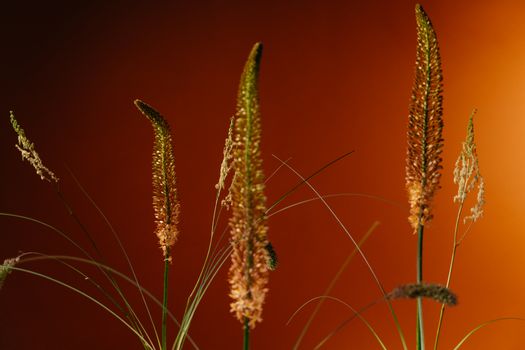 Photo of Foxtail Lily Plants with an Orange Background