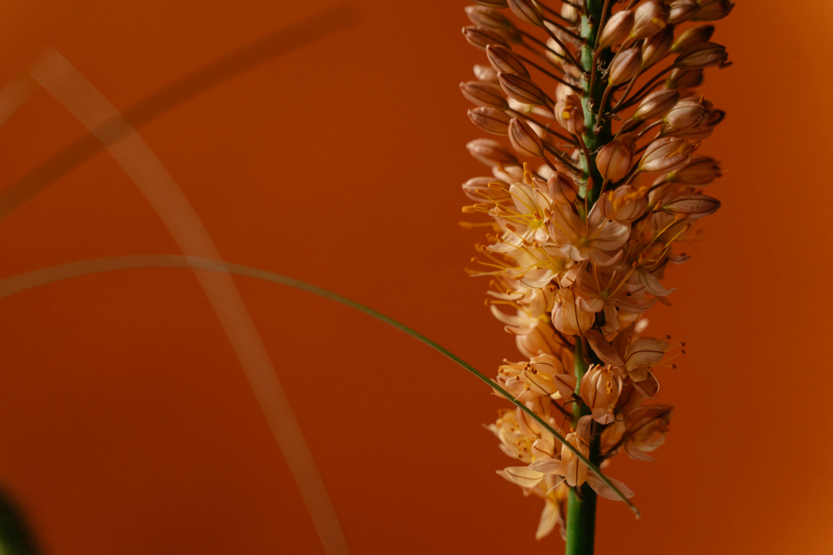 [ColoSach]-a-detailed-close-up-of-a-blooming-orange-flower-with-a-vibrant-background,-capturing-nature's-beauty.