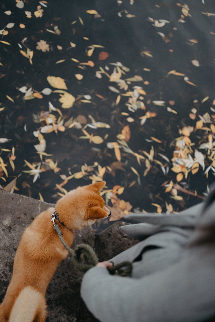 Dog On Leash Near Water