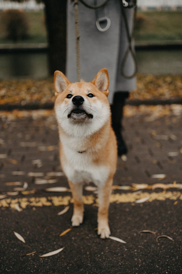 A Dog On A Leash