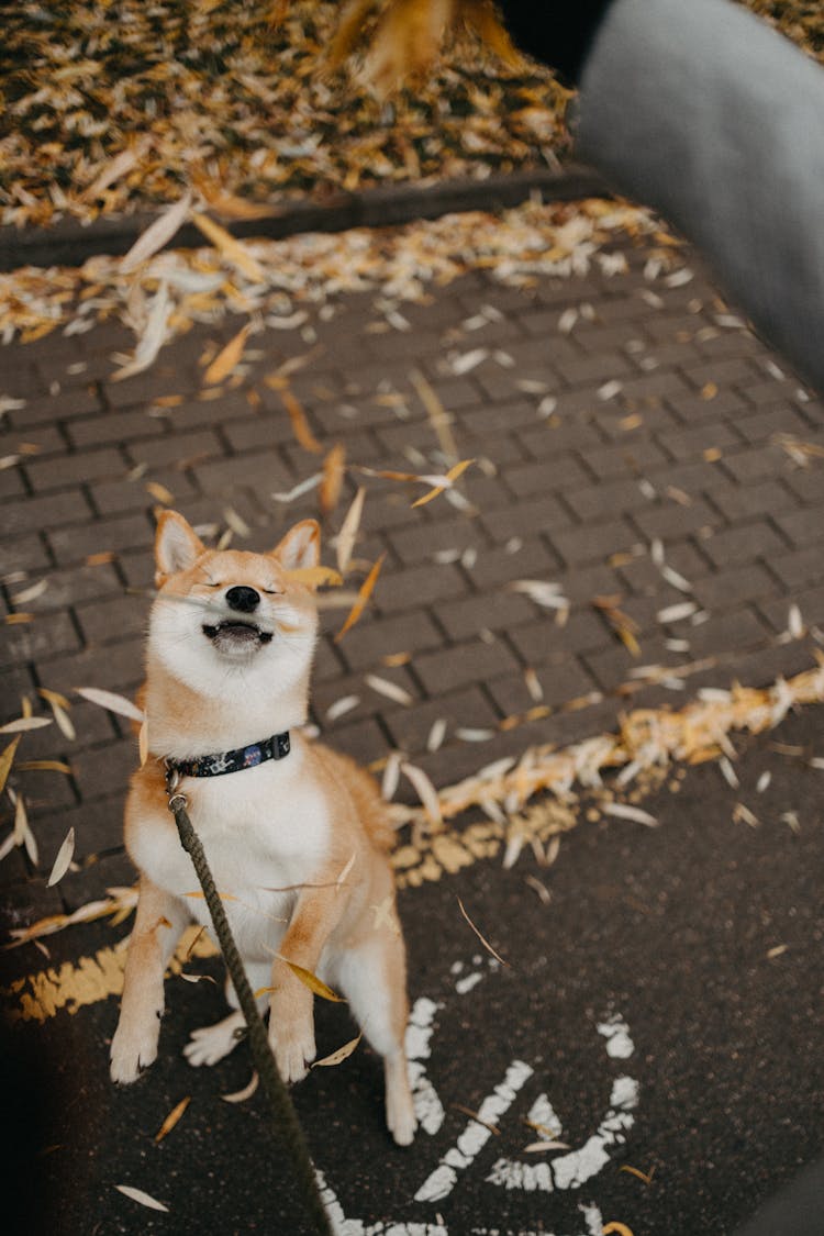 Brown Leaves Falling On A Dog