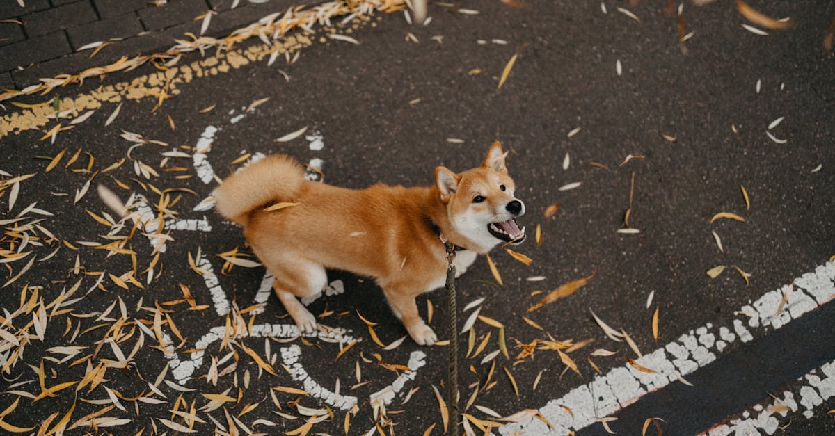 How to stop my neighbours' dog from barking