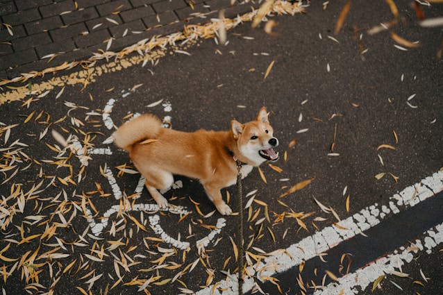Unleash Your Fun: Solve the Dog Bark Sound Crossword Puzzle