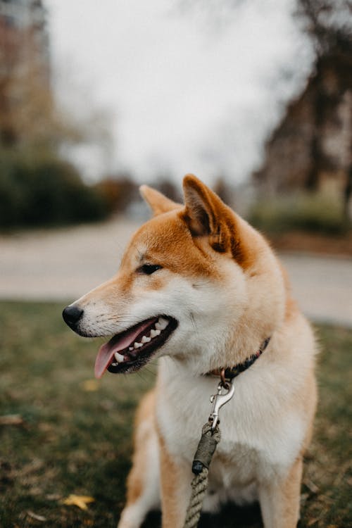 Foto profissional grátis de animal, animal de estimação, cachorro