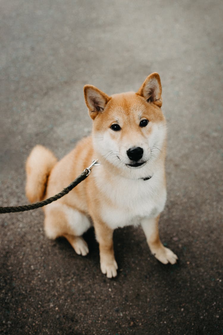 Shiba On A Leash Sitting On Asphalt