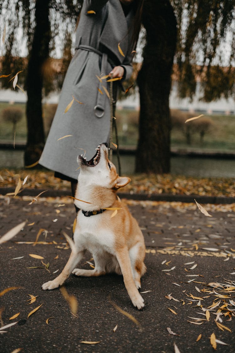 A Dog Playing With Leaves