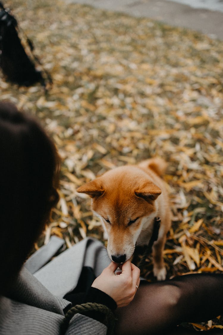 Pet Dog Licking Her Owner's Hand