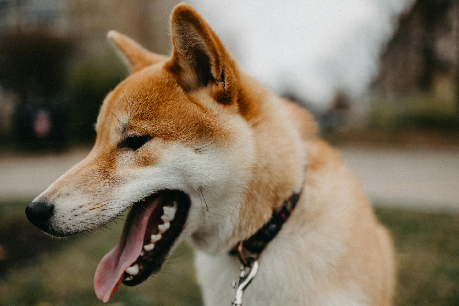 Close-Up Photo of a White and Brown Shiba Inu Dog