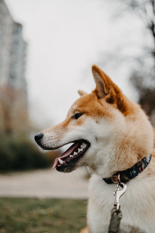 Brown and White Dog With Leash