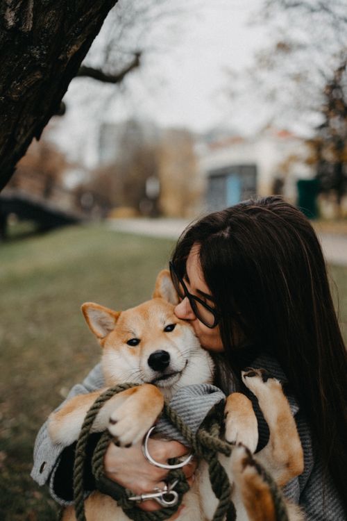 Free Woman kissing her Shiba Inu in a park, expressing warmth and companionship. Stock Photo