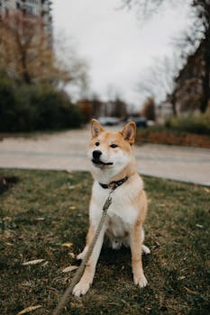 A charming Shiba Inu dog sitting attentively on the grass in a serene outdoor park setting.