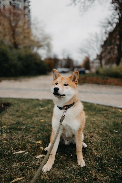 Brown and White Short Coated Dog on Green Grass