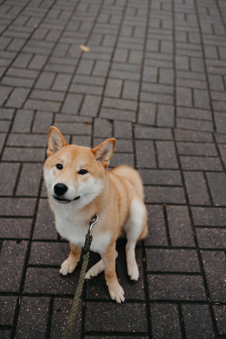 An Adorable Dog Sitting On Stone Pavement