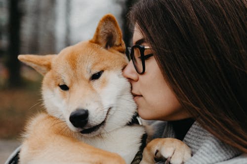 Foto d'estoc gratuïta de amor, animal, besant