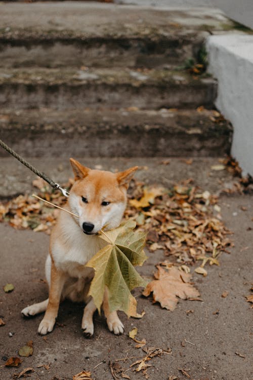 A Brown and White Dog With Leaf On Mouth