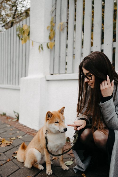 Free A woman interacts affectionately with a Shiba Inu outside by a fence in a serene setting. Stock Photo