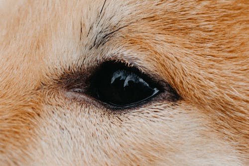 Close-up Photo of a Animal's Eye