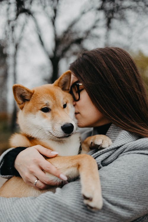 Free Woman in Gray Sweater Hugging A Brown and White Dog Stock Photo