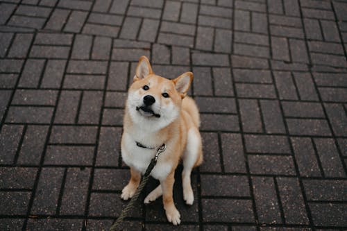 Cute Dog Sitting on Ground on Street