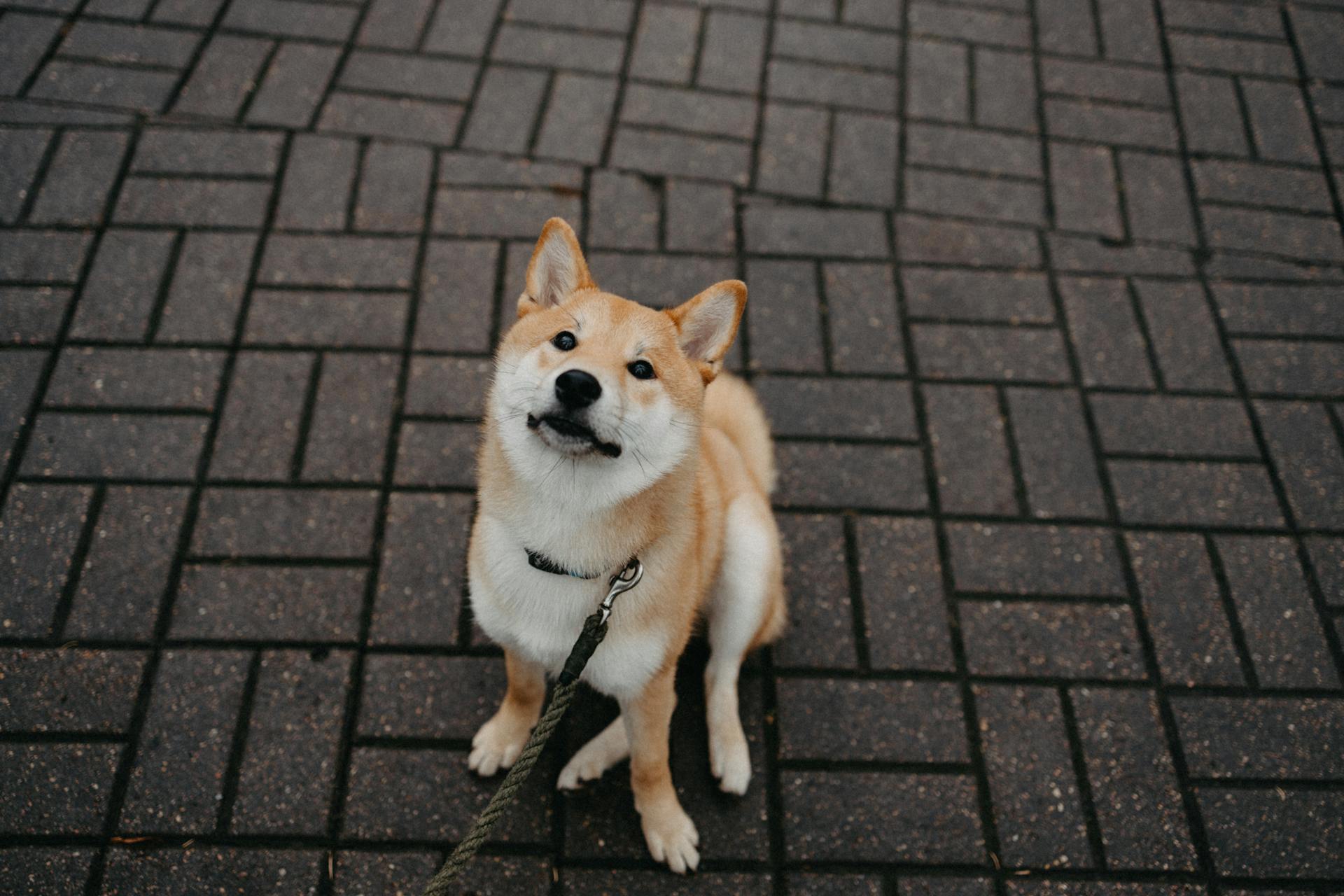 Cute Dog Sitting on Ground on Street