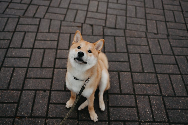 Cute Dog Sitting On Ground On Street