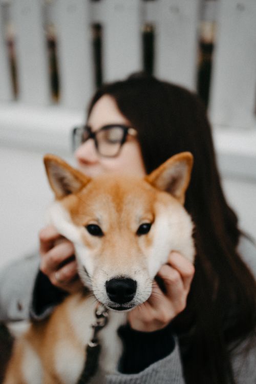 Free Close-up of a woman enjoying quality time with her Shiba Inu dog outdoors. Stock Photo