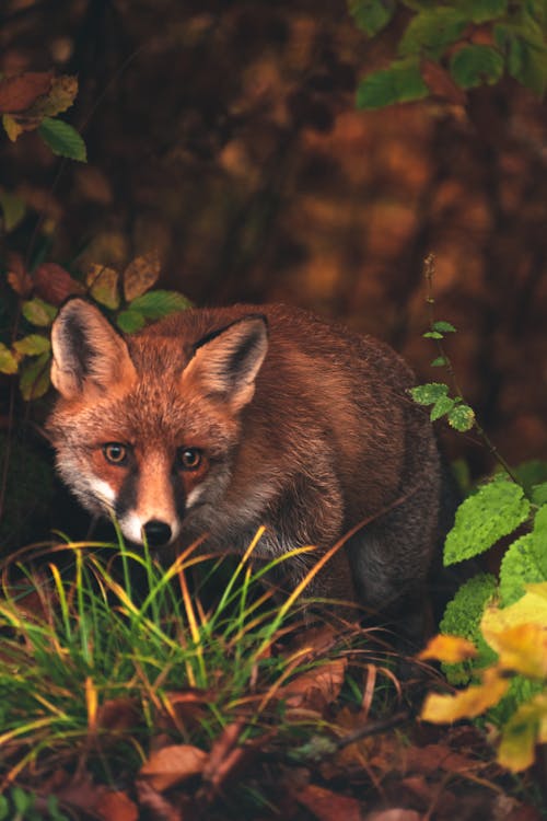 Free Photo of an Iberian Fox Near Green Leaves Stock Photo
