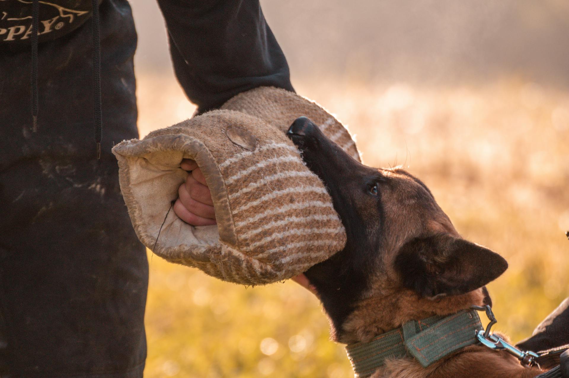 Een hond bijt iemands hand tijdens de training