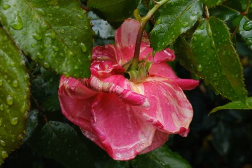 Free stock photo of rose Stock Photo
