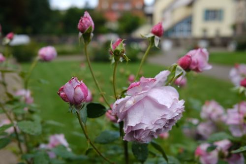 Free stock photo of purple rose, rose Stock Photo