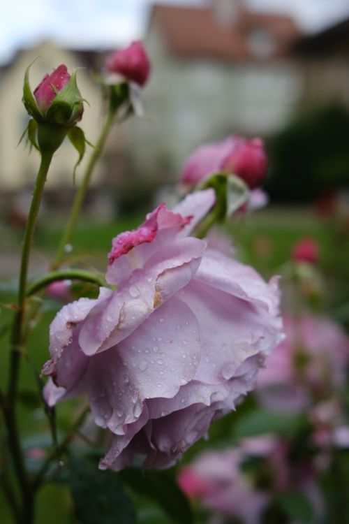 Free stock photo of purple rose, rose Stock Photo