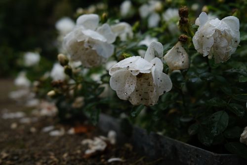 Free stock photo of rose, white rose Stock Photo