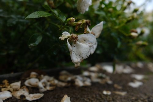 Free stock photo of rose, white rose Stock Photo