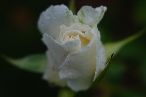 Free stock photo of rose, white rose Stock Photo
