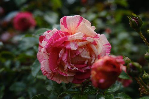 Free stock photo of rose Stock Photo