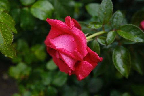 Free stock photo of rose Stock Photo