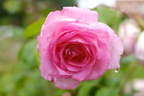 Free stock photo of pink rose, rose Stock Photo