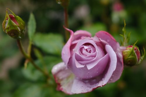 Free stock photo of purple rose, rose Stock Photo