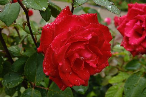 Free stock photo of rose Stock Photo